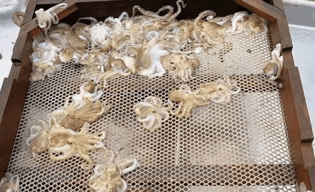 怀疑|第一次去农村婆婆家,她包饺子的食材让我怀疑人生,这下长见识了