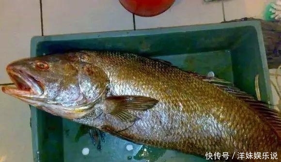 海鲜|海鲜大全, 你能认出多少