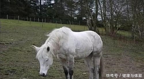  知识|马为什么白天黑夜都站着，睡着了也不躺下？看完算是涨知识了