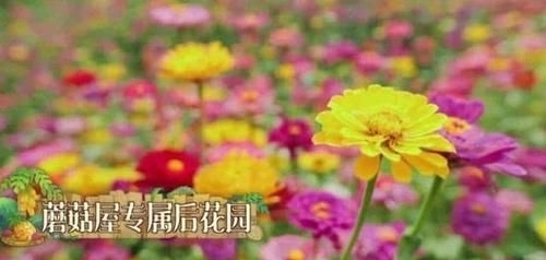  治愈|《向往的生活》第四季治愈来袭，“每一天，都要好好过”