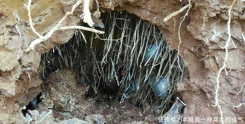 它叫参却不是人参,果实长在竹林下,晒干