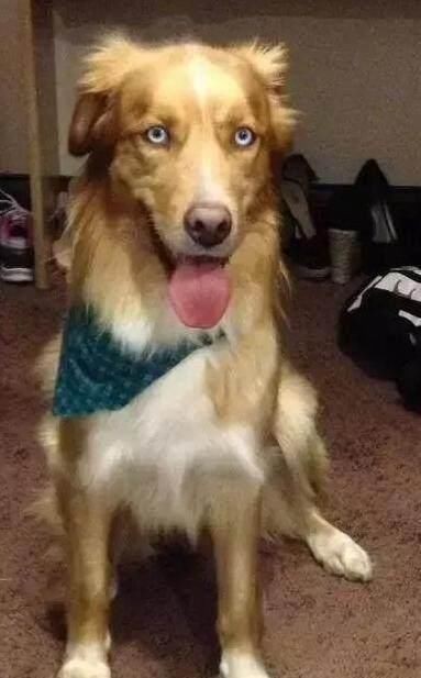 家里|突然发现家里的哈士奇怀孕了,生下来这样的狗狗让主人哭笑不得