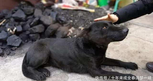  细说|狗贩子为何喜欢高价收购十年以上的老狗？细说你不知道的三点秘密