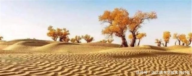 绿洲|中国一沙漠就快成为绿洲，却来了一群“祸害”，网友：全毁了！