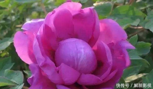 运势|紫气东来,大吉大利,运势如虹,逢凶化吉的3大生肖