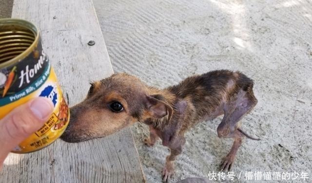 幸运|狗狗流落荒岛半年,瘦到露出肋骨,偶遇海钓铲屎官后才幸运获救