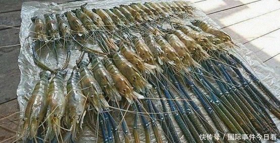 罗氏虾|越南“白脚虾”多到吃不完,国内一斤50元,想卖到中国却被拒绝