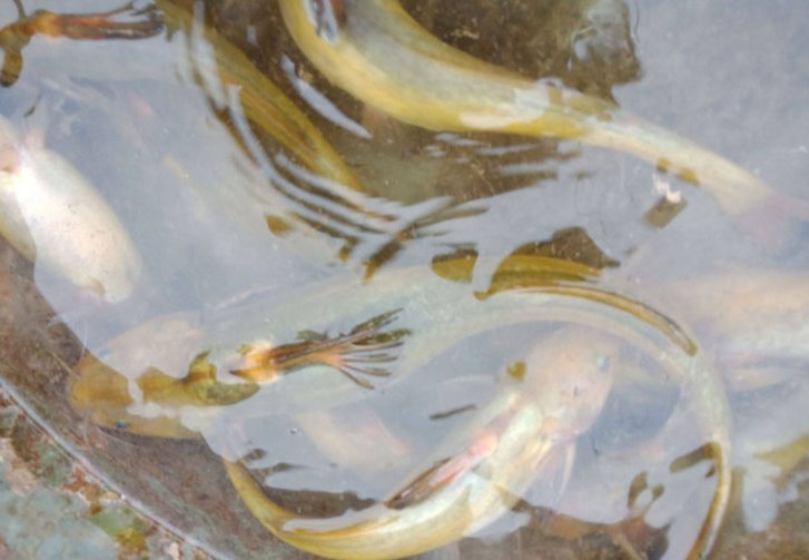 黄颡鱼|俗名“牛尾巴鱼体重能达到6斤以上如今大量养殖