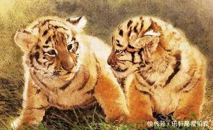  万事|属虎人喜事来了，往后万事皆顺，迎来人生上上签！