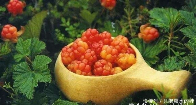 云莓|三种芬兰的水果,蓝莓、越橘、云莓,常吃对身体很好