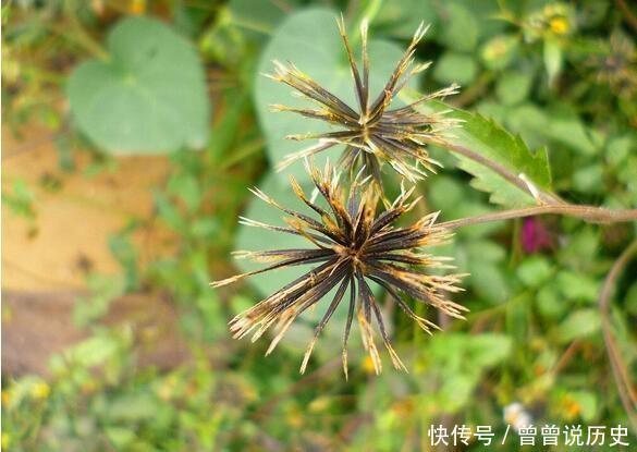  小时候|小时候总黏在身上的草，长大了才知道原来是一种药材