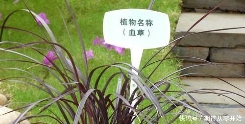  人称|这东西，人称“血草”，名字吓人却是一“宝”，野外遇见，请珍惜