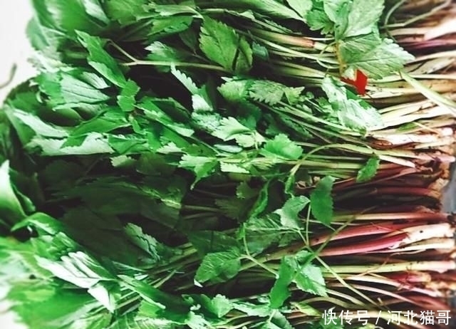 美味|「水芹菜馅饺子」品野菜美味,尝初夏清香