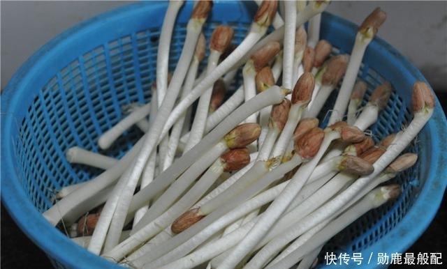 维生素C|这种芽营养高,敢吃的人却不多,市场上不常见,自己做吧,挺简单