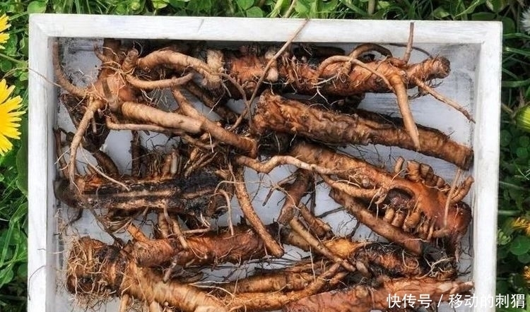 伤肝行为|李时珍:乙肝“天然克星”被找到,早晚喝一点,肝“妥妥的”!