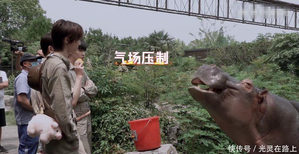 小团|R1SE小团综:何洛洛给羊驼剪毛吓到周震南,任豪气场压制河马