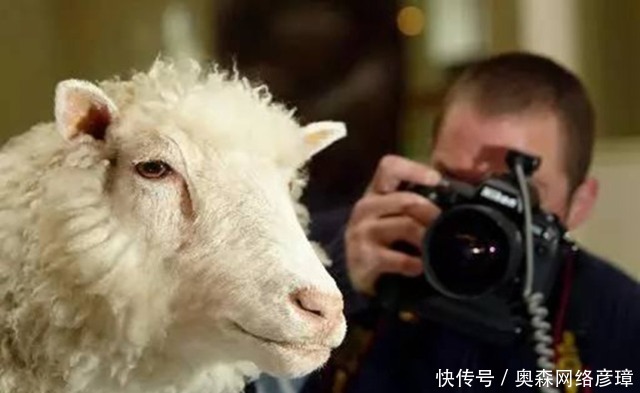  细胞核|人类史上第一只克隆羊多莉，年纪轻轻就得老年病死掉了