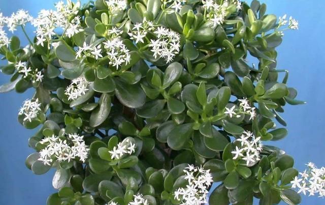 家里|这两种植物养得好，稍微注意就能养出老桩来价值高气势好