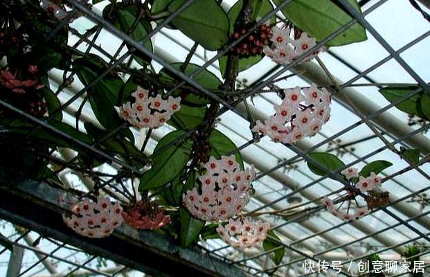  阳台上|夏季阳台就种它，花型像篮球，好养如绿萝，跟着养护专家学起来吧