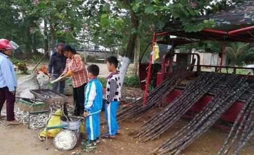 回答|为什么甘蔗只有中国人能直接食用看看老外的回答就知道了