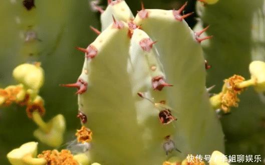 辣椒|世界上最辣的植物是什么?不是魔鬼辣椒,而是一种“仙人掌”