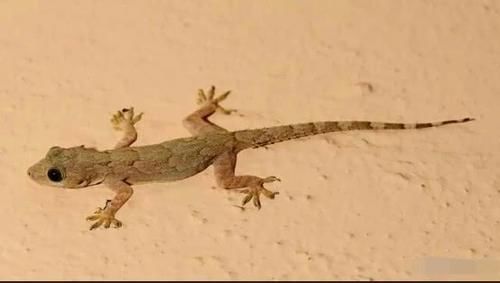 壁虎|为什么说被壁虎咬了便无药可救?壁虎有毒吗?看完不淡定了