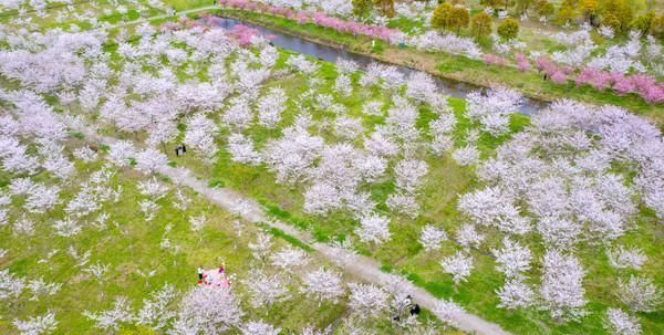  开放|钱塘江边最美樱花林，共有6000余株，现已竞相开放犹如童话世界