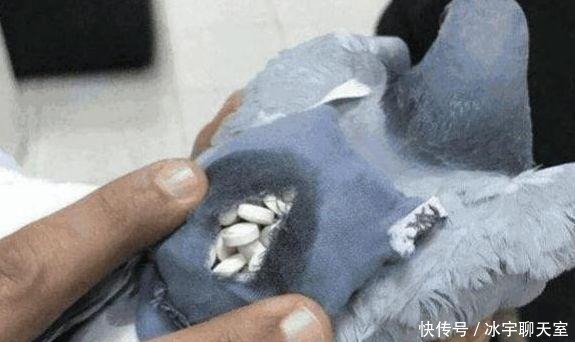 雷人|雷人藏毒运毒手法：只有想不到没有做不到的，真是为难毒贩子了！