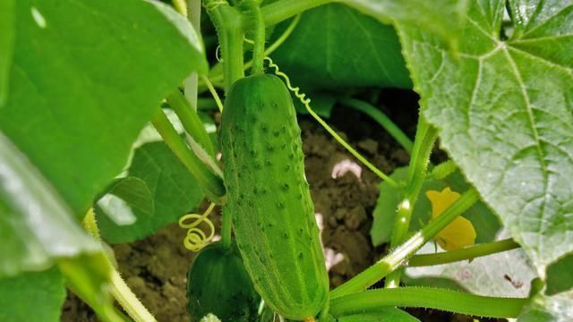 黄瓜|温室越冬黄瓜栽培技术,掌握分段管理经验,有效提高黄瓜的生长