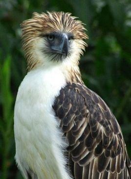  霸主|世界猛禽战力排行榜，谁才是猛禽界的天空霸主