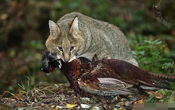 农村|农村十大野味,吃过一半的都是大神,第一名现在都吃不到了!