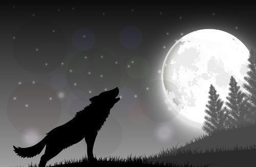 动物|狼究竟是什么动物?