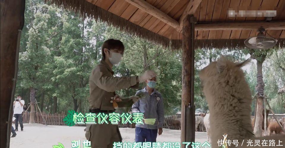  小团|R1SE小团综：何洛洛给羊驼剪毛吓到周震南，任豪气场压制河马