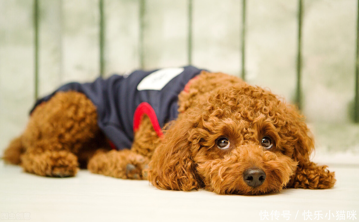  惩罚|总这样惩罚泰迪，你觉得你不会失去它吗？