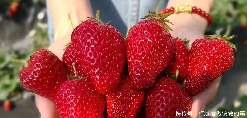 策略|田忌赛马策略在草莓种植中的应用