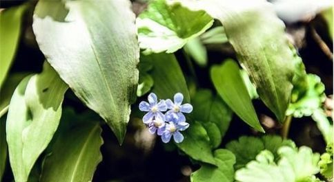  简单|长在缝中的野菜，简单凉拌就好吃，味道似韭菜，春天的美味