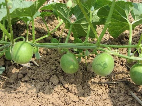 老人|玉米地中的小西瓜,过去老人常说有毒不能吃,如今一斤价格40元