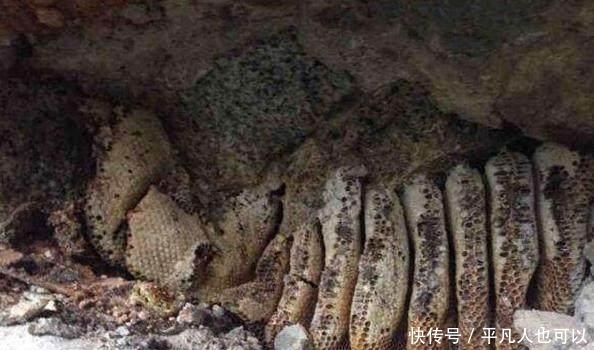  男子|男子挖土发现洞口里藏有“黄金”，伸手拿出来后却酿成悲剧！