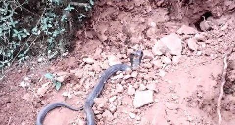 顿时|小伙和朋友上山,朋友用铁锹挖开一洞口,小伙顿时不敢靠近了