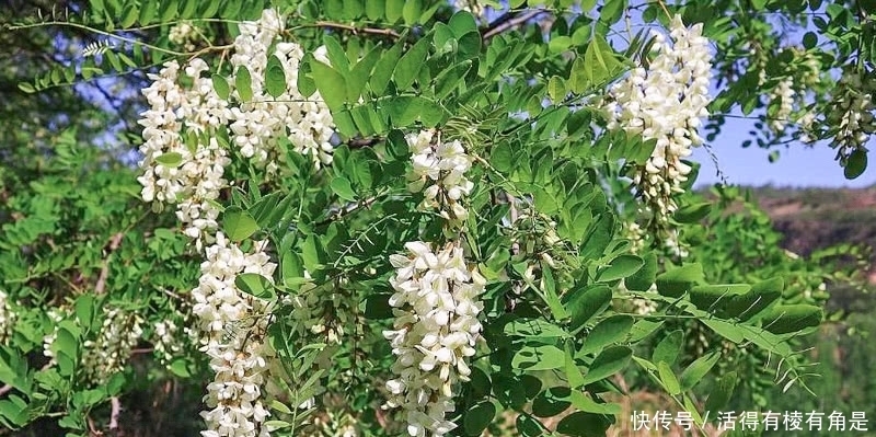 少人|1种“树上花”包饺子味道好,乡下小孩都吃过,价值高而少人知