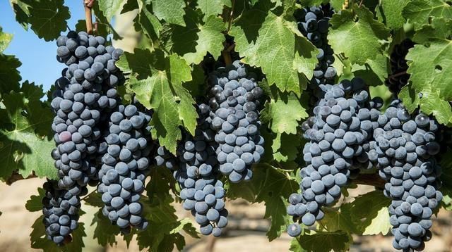 优质|葡萄要实现优质丰产和稳产需要哪些养分这样施肥即可满足需求