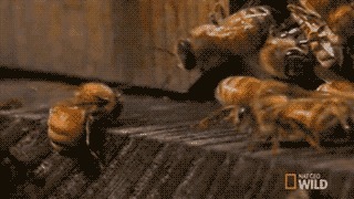 蜜蜂巢穴|1小时就能消灭6万只蜜蜂,却被蜜蜂用物理学反制,它有多惨