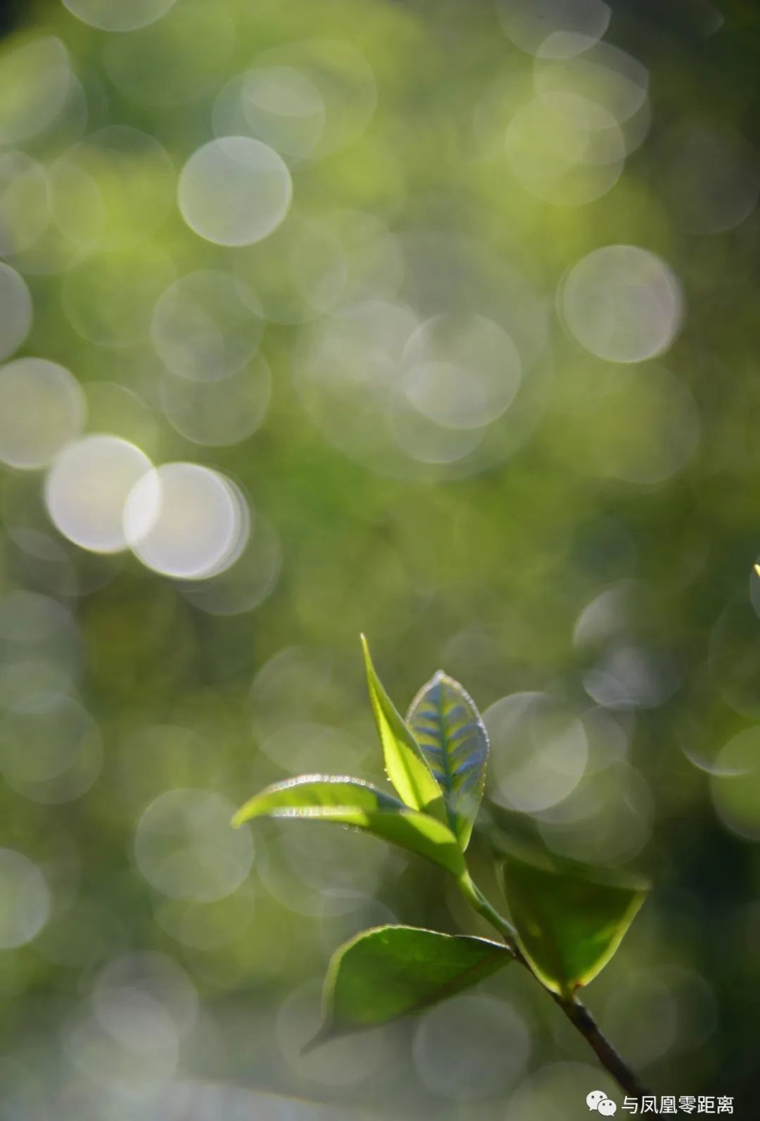 辣味|这茶有点生姜辣味,单丛茶…