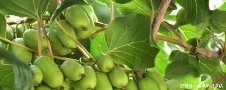 维生素|甜度比甘蔗高几倍,维生素C是苹果80倍,一斤卖50元,国外价更高