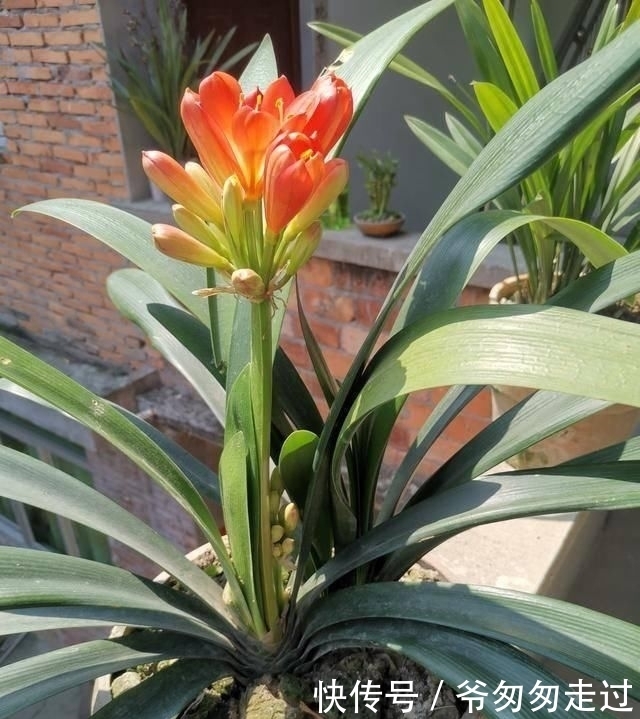 大哥|农村大哥,专门挖这种土养花,不花钱开花真旺!