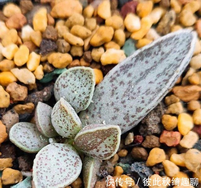 全球|盘点全球昂贵8类多肉,养过其中3种,我跪下抱大腿,乖乖叫土豪