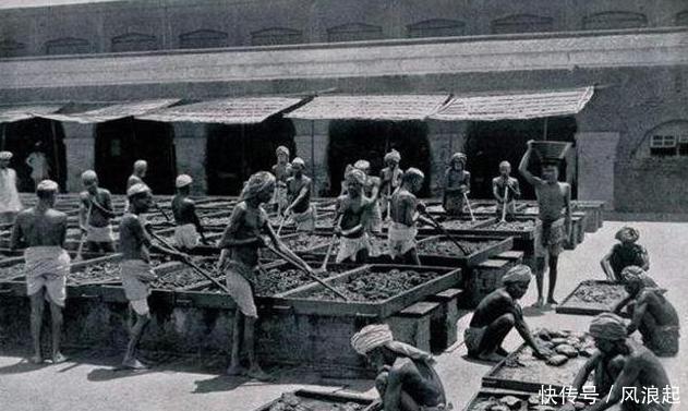 鸦片|一百年前,英国向我国输出的鸦片,是从哪里生产的?