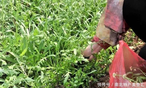 土鸡|去走亲戚,最爱带的10大特产