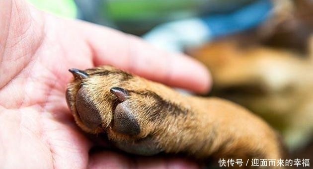  受伤|一摸“狗爪子”，狗狗就缩回来，有7个原因