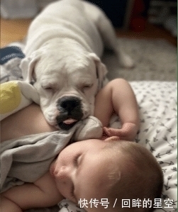睡觉|婴儿半夜撒娇抱小被子找大狗睡觉,这就是养狗的好处!